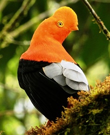 Fawn breasted brillant at San Jorge de Tandayapa ecuador Hummingbird Sanctuary bird watching